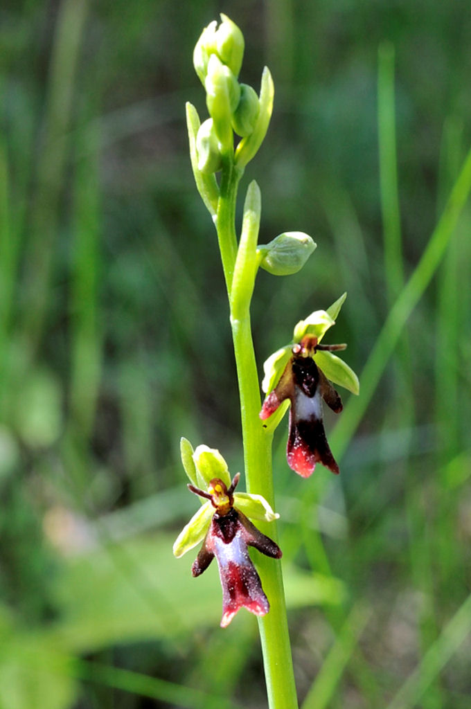 Ophrys dalle Langhe